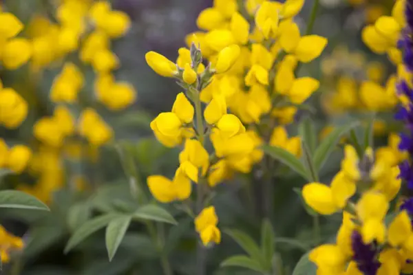 Thermopsis Rhombifolia var. Montana