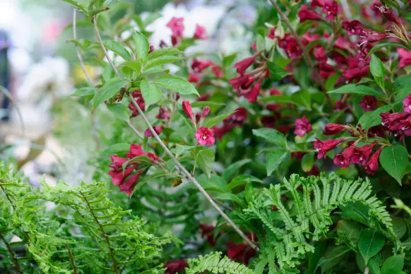 Weigela „Bristol Ruby”