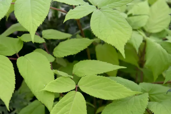 Aralia Cordata 'Sun King'