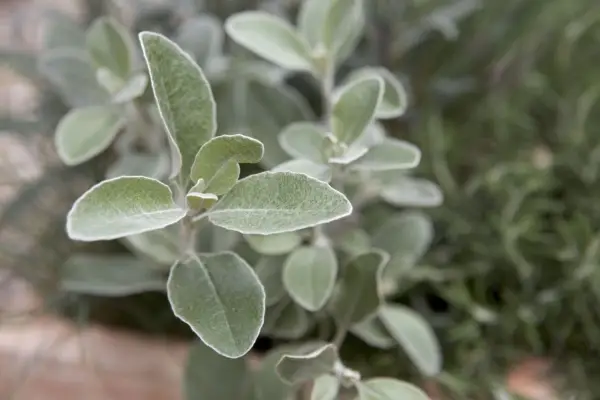 Brachyglottis compacta 'solskinn'