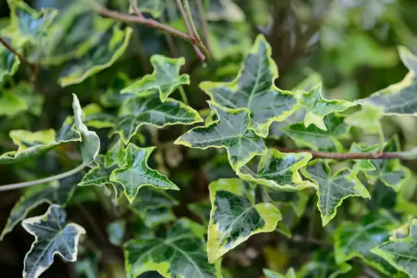 Hedera helix 
