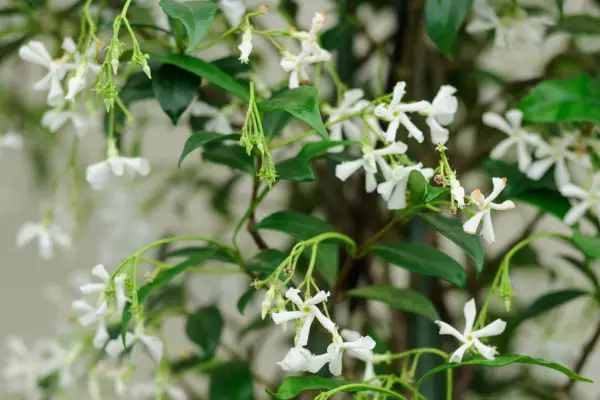 Star jasmine Trachelospermum jasminoides