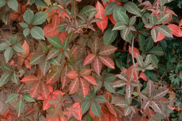 Parthenocissus henryana