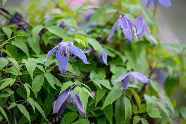 Clematis alpina 