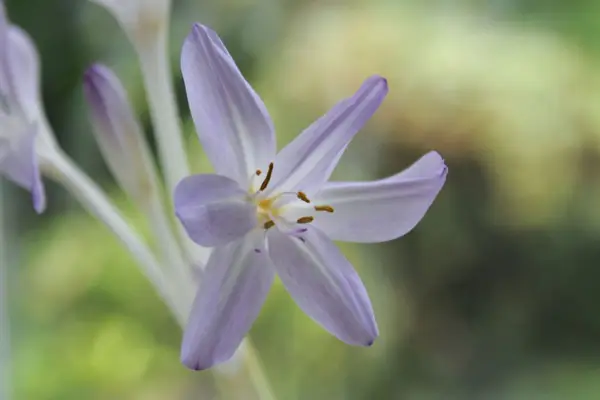 Colchicum Fair