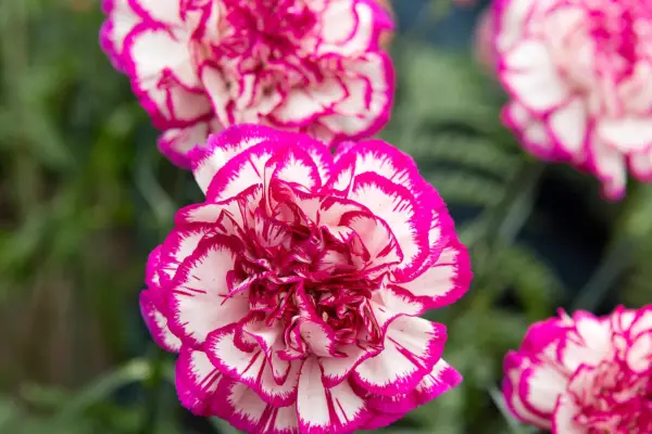 Dianthus 'Falicon'
