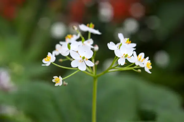 Cymy diphylleia