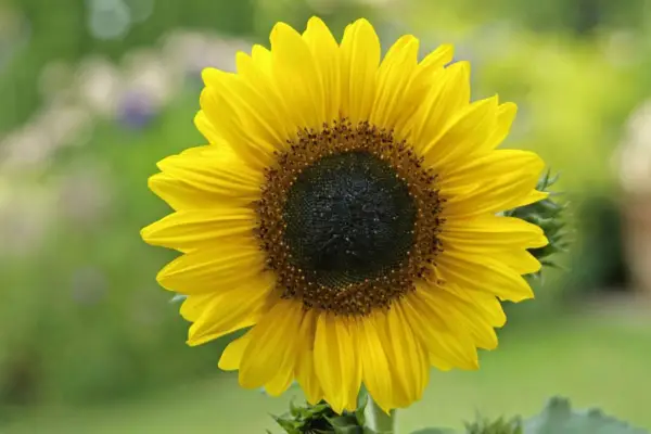 Helianthus Annuus „Little Leo”
