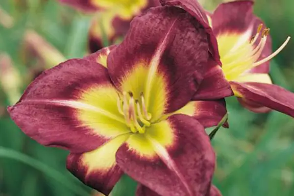 Hemerocallis 'Night Beacon'