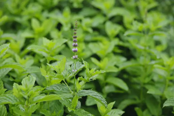 Mentha Spica