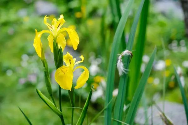 Yellow flag iris, Iris pseudacorus. Jason Ingram