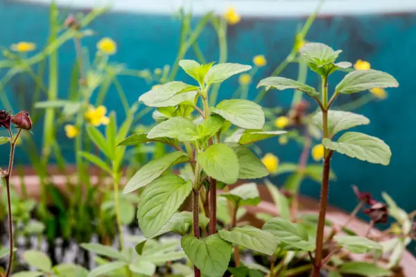Water mint, Mentha aquatica