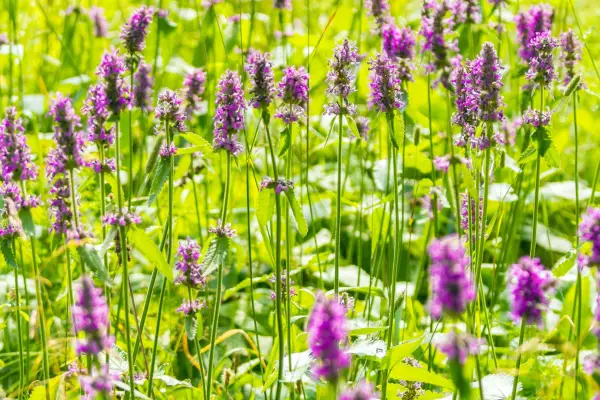 Marsh woundwort, Stachys palustris