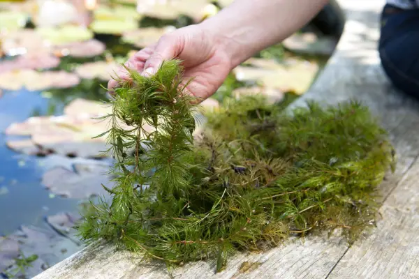 Hornwort, Ceratophyllum demersum