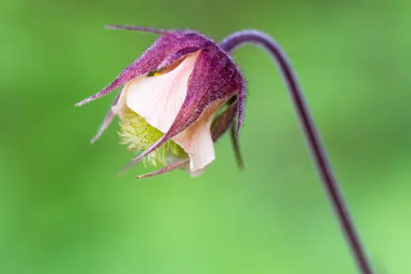 Water avens, Geum rivale