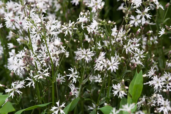 White robin, Lychnis flos cuculi