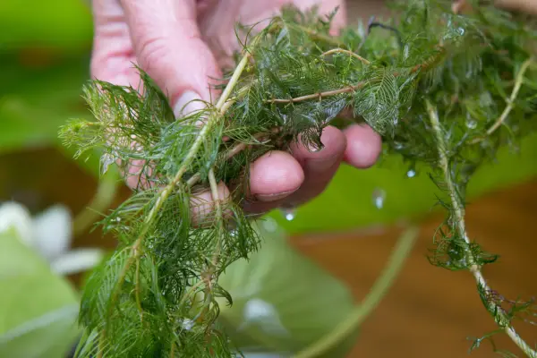 Spiked water milfoil, Myriophyllum spicatum