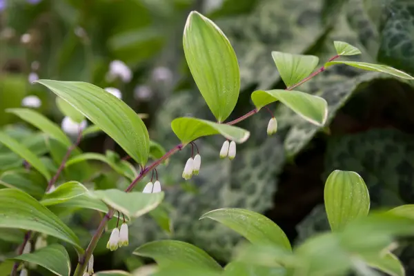 Polygonatum odoratum ''
