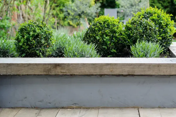 שיחים ועצים אמינים