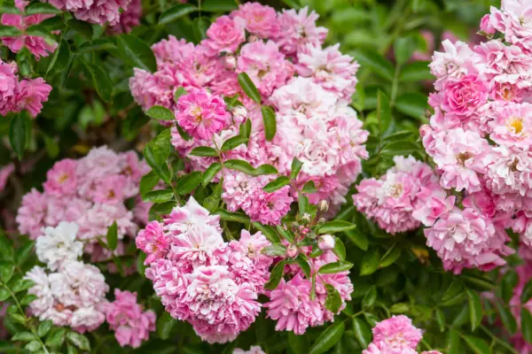 רוזה 'סופר פיות'