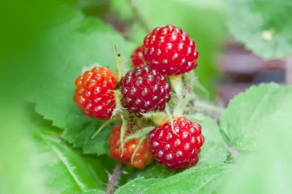 Rubus Phoenicolasius