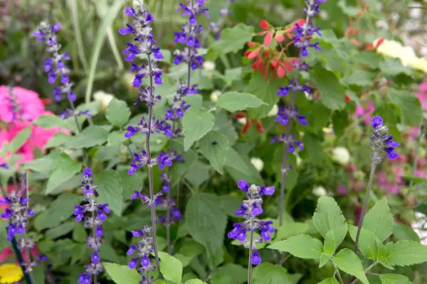 샐비어 'Indigo Spiers'