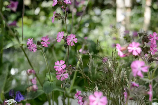 Red campion, Silene dioica