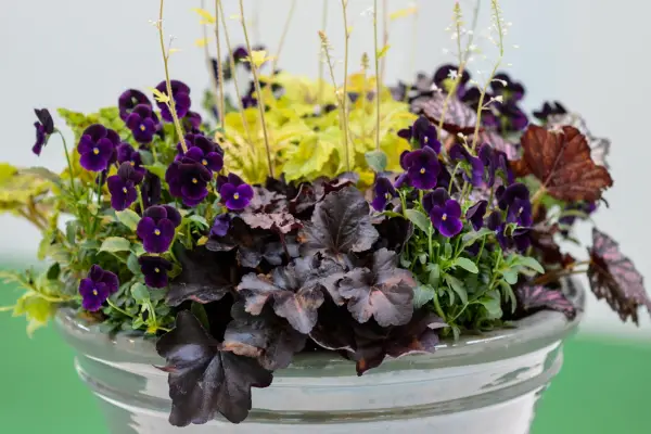 Pansy container planted with Heuchera 