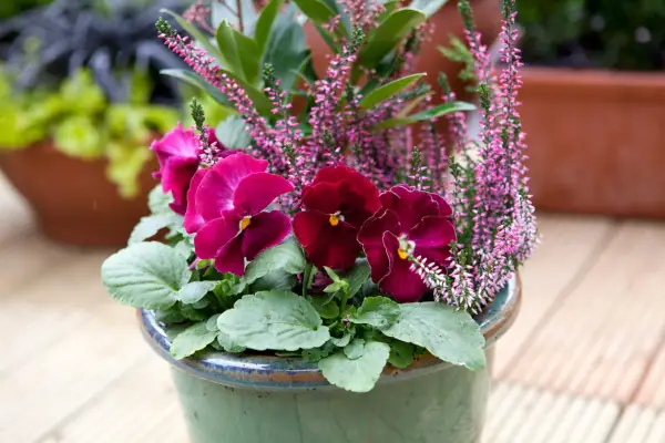 Heather, skimmia and pansy container