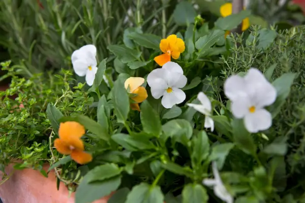 Viola and herb container