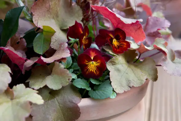 Heuchera, carex and viola pot