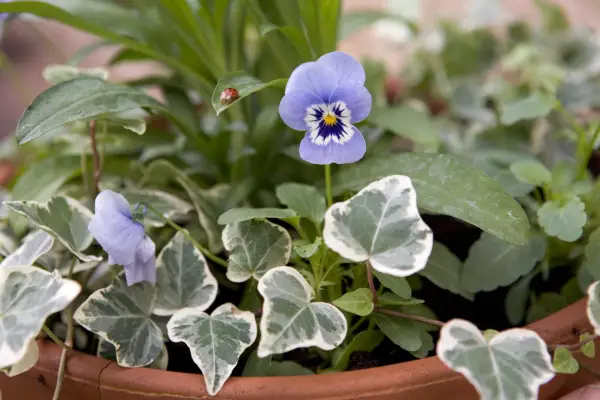 Ivy and viola container