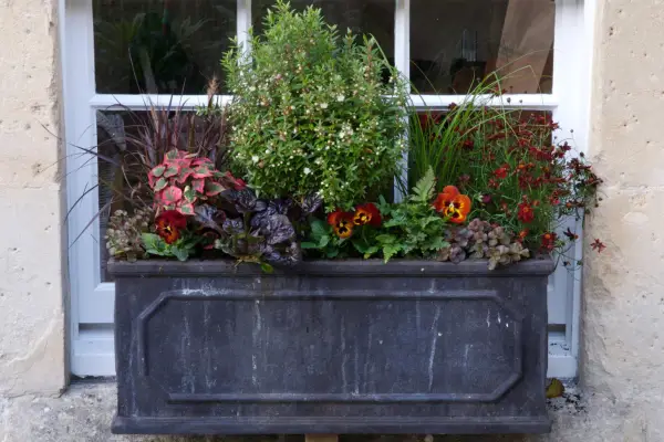 Myrtle, coreopsis and pansy container