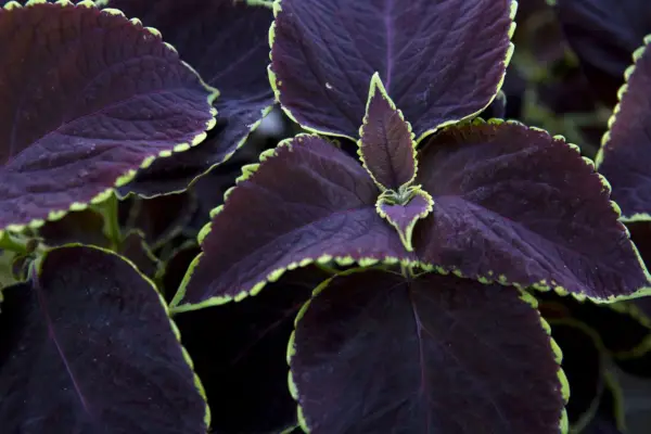 Solenostemon 'čokoládová máta'