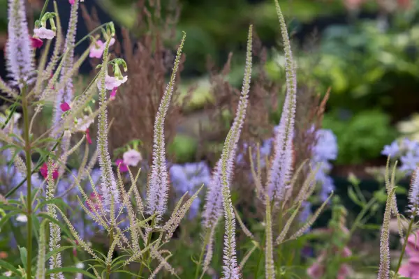 Veronicastrum virginicum 