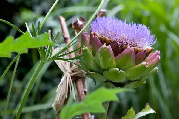 Cardoon, Cynara cardunculus
