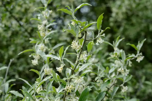 Elaeagnus parvifolia