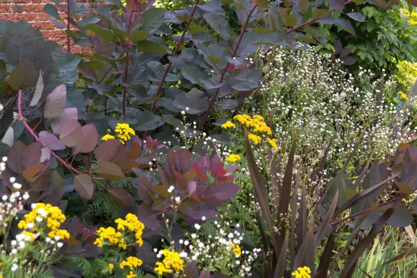 Purple continus growing in a border