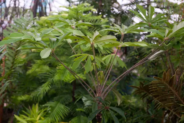 Schefflera rhododendrifolia