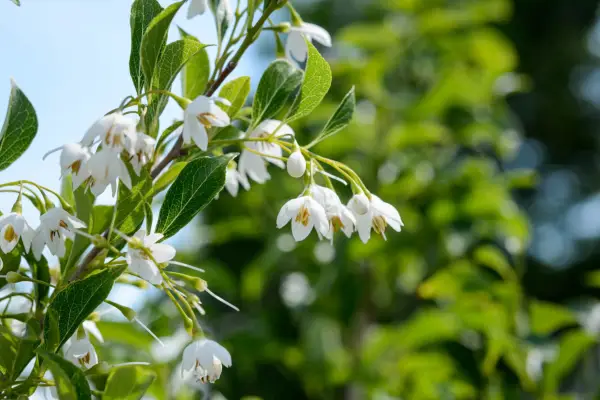 Japanese snowbell, Styrax japonicus