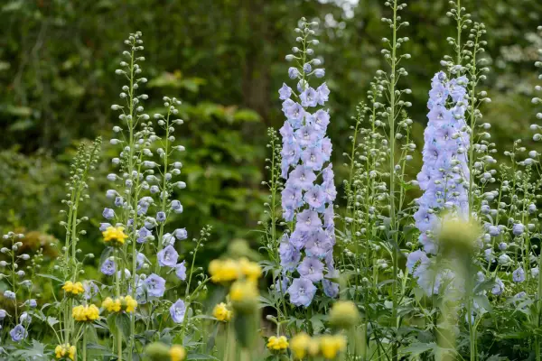 Delphinium 