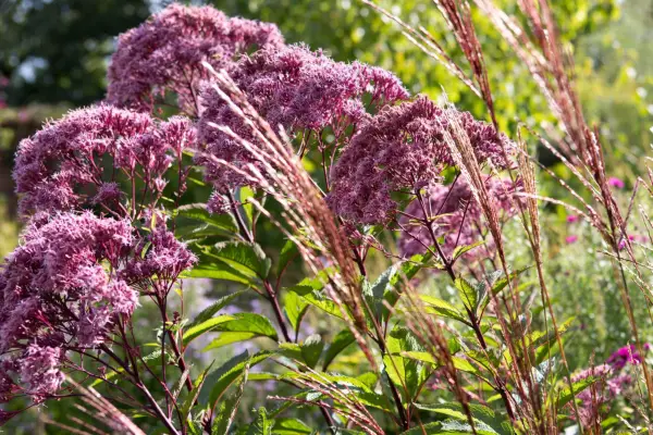 Eupatorium purpureum