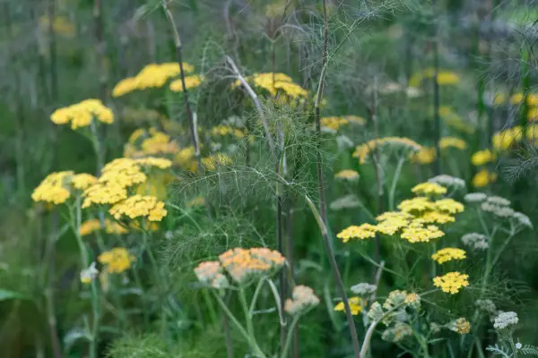 Bronze fennel, Foeniculum vulgare