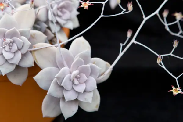 Graptopetalum pentandrum subsp. superbum