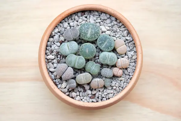Best succulents to grow - lithops