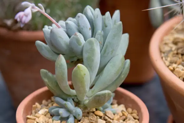 Best succulents to grow - Pachyphytum bracteosum