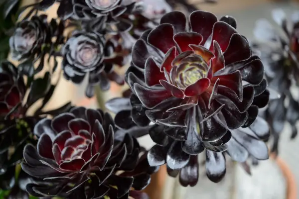 Best succulents to grow - Aeonium 