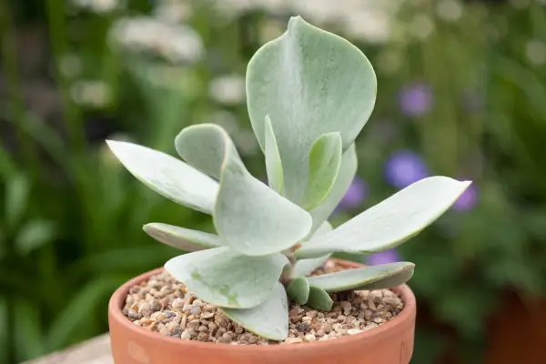 Best succulents to grow - Cotyledon orbiculata
