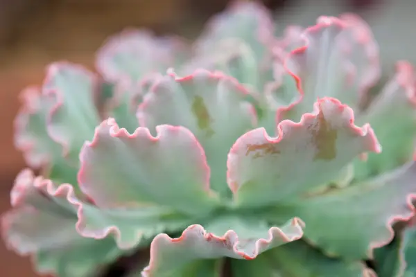Best succulents to grow - Echeveria 