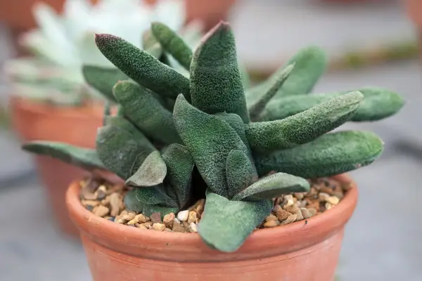 Best succulents to grow - Gasteria batesiana